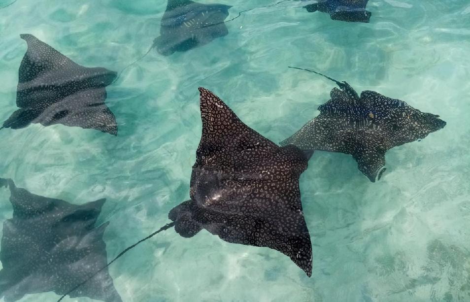 Moorea Island Beach Hotel Luaran gambar